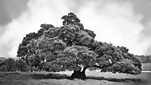 Árbol robusto - slide